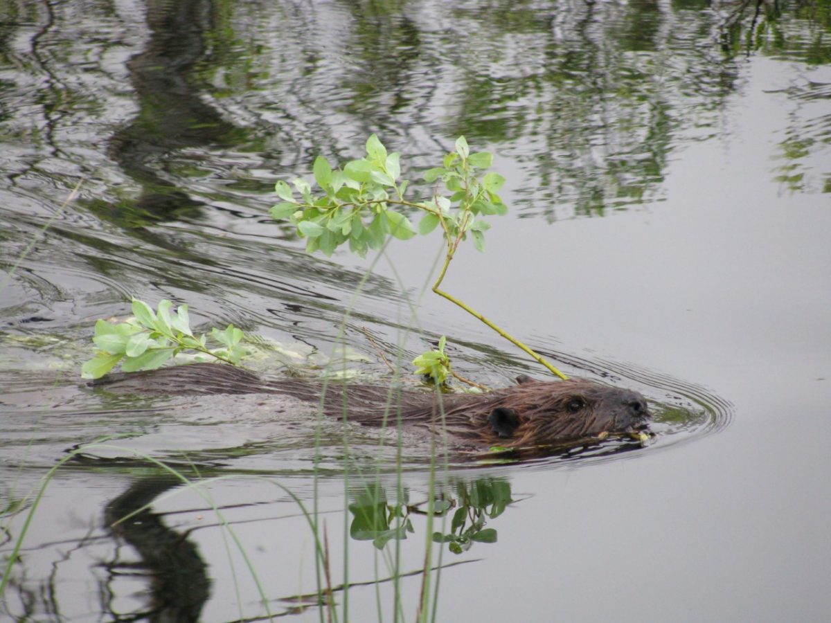 Majavan pato nostattaa tulvan ympäröivään metsään. Tulvan vaikutukset näkyvät vaiheittain koko kosteikon ravintoverkossa. © Mia Vehkaoja