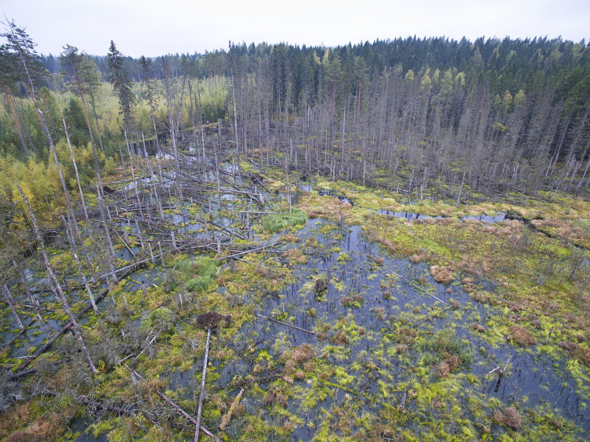 UAV-lennokilla otettu kuva majavakosteikosta. © Antti Nykänen