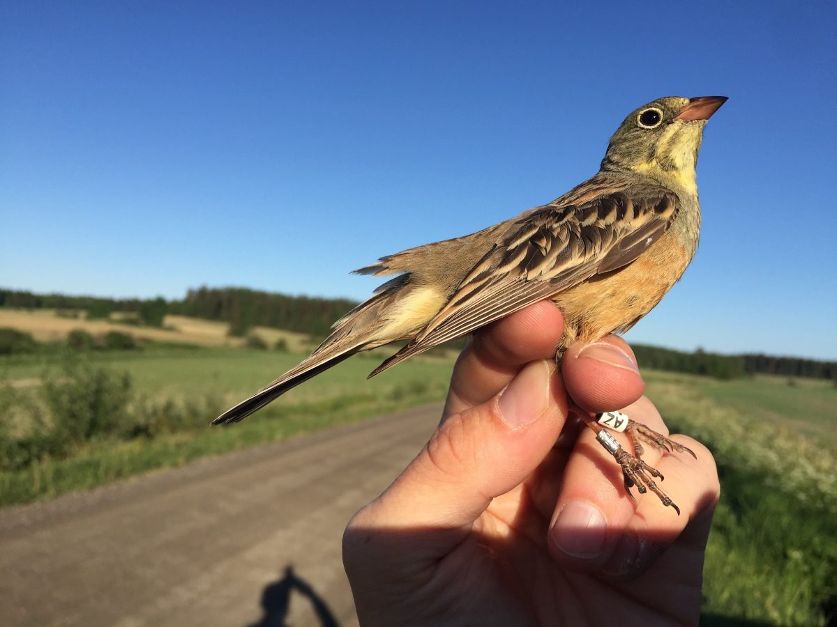 peltosirkku_20180601_Askola_MarkusPiha_muokattu peltosirkku_20180601_Askola_MarkusPiha_muokattu