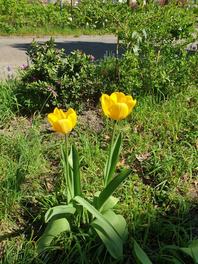 Tulips (1)