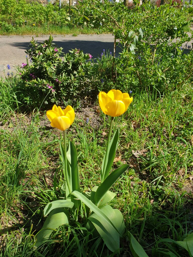 Tulips (1) Tulips (1)