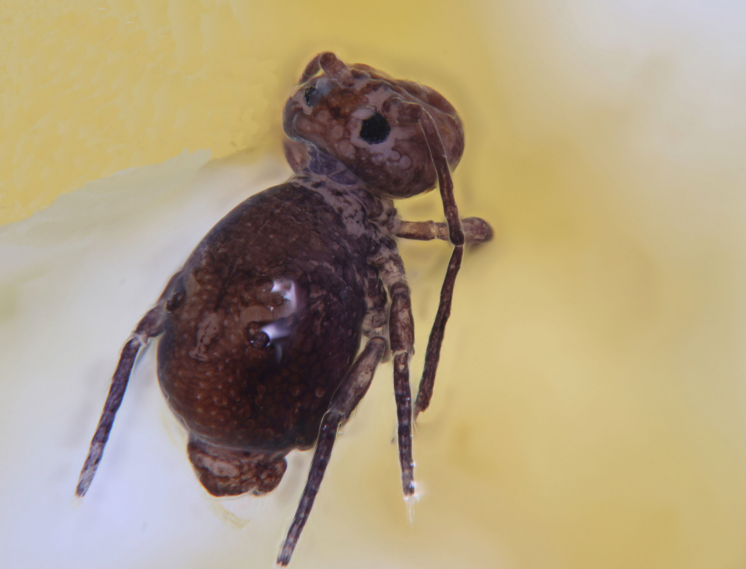 Dicyrtoma Dicyrtoma-hyppyhäntäinen lähikuva