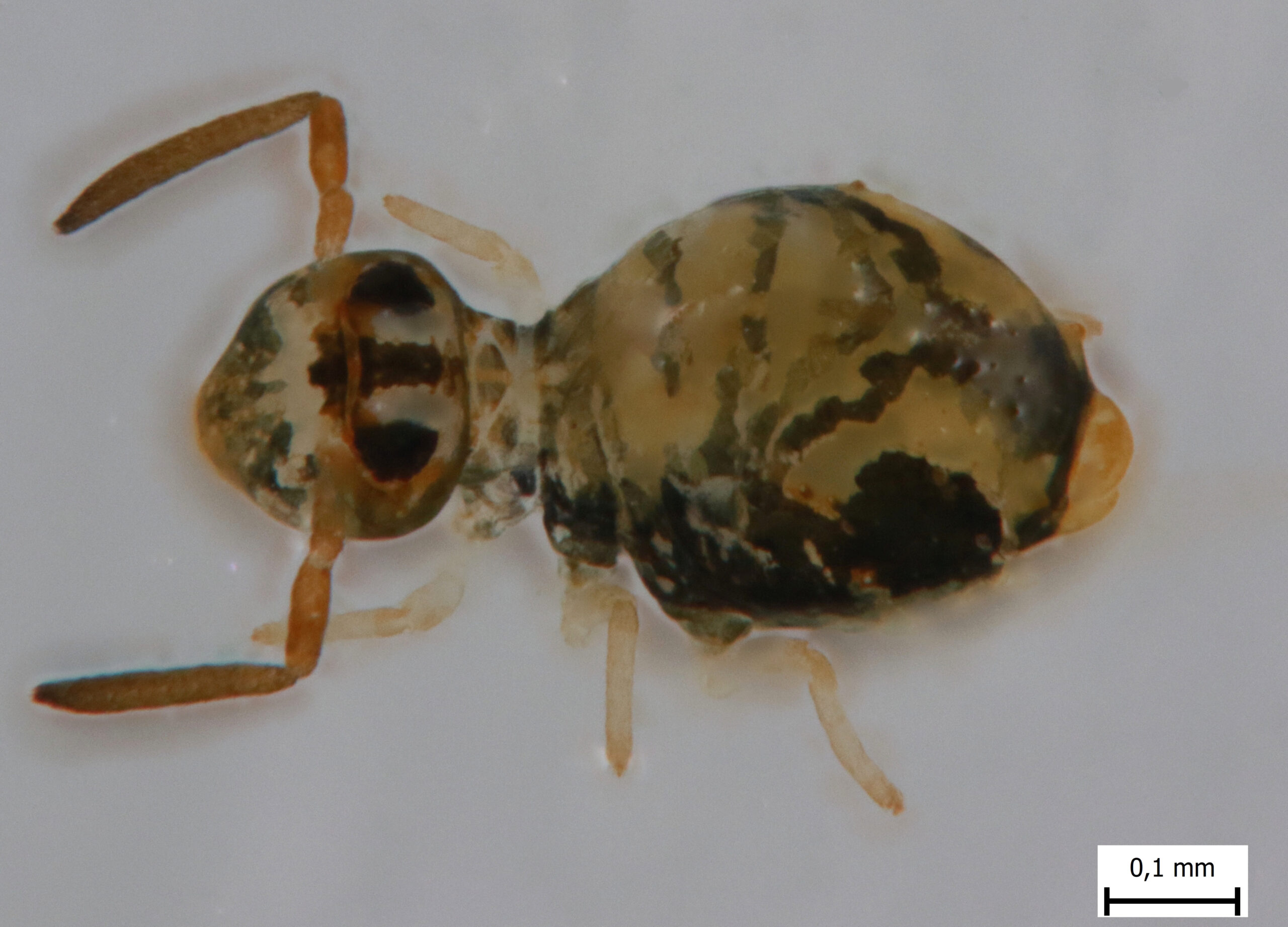 Sminthurinus reticulatus Sminthurinus reticulatus -hyppyhäntäinen, lähikuva