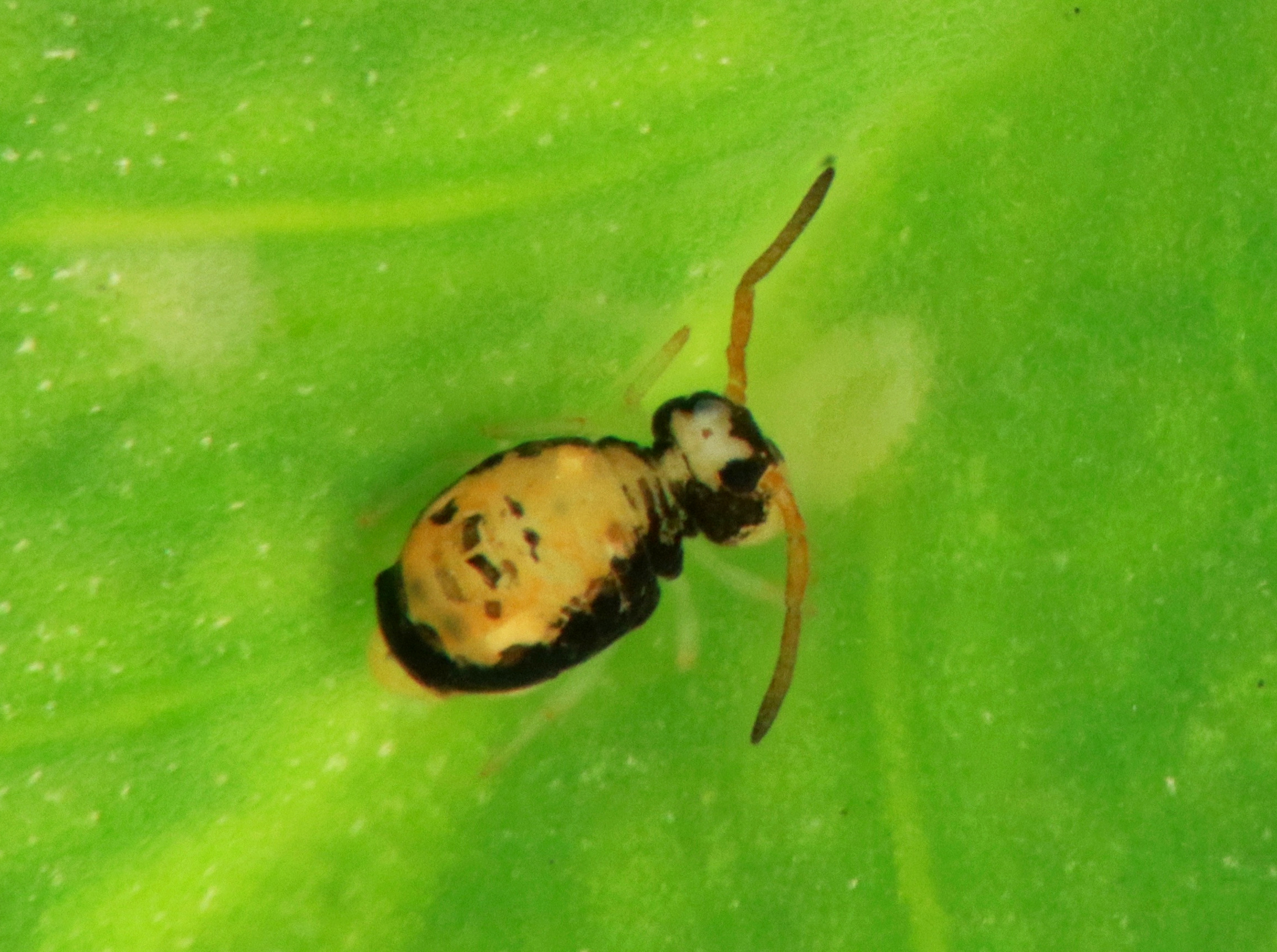 Sminthurinus signatus -hyppyhäntäinen lehdellä