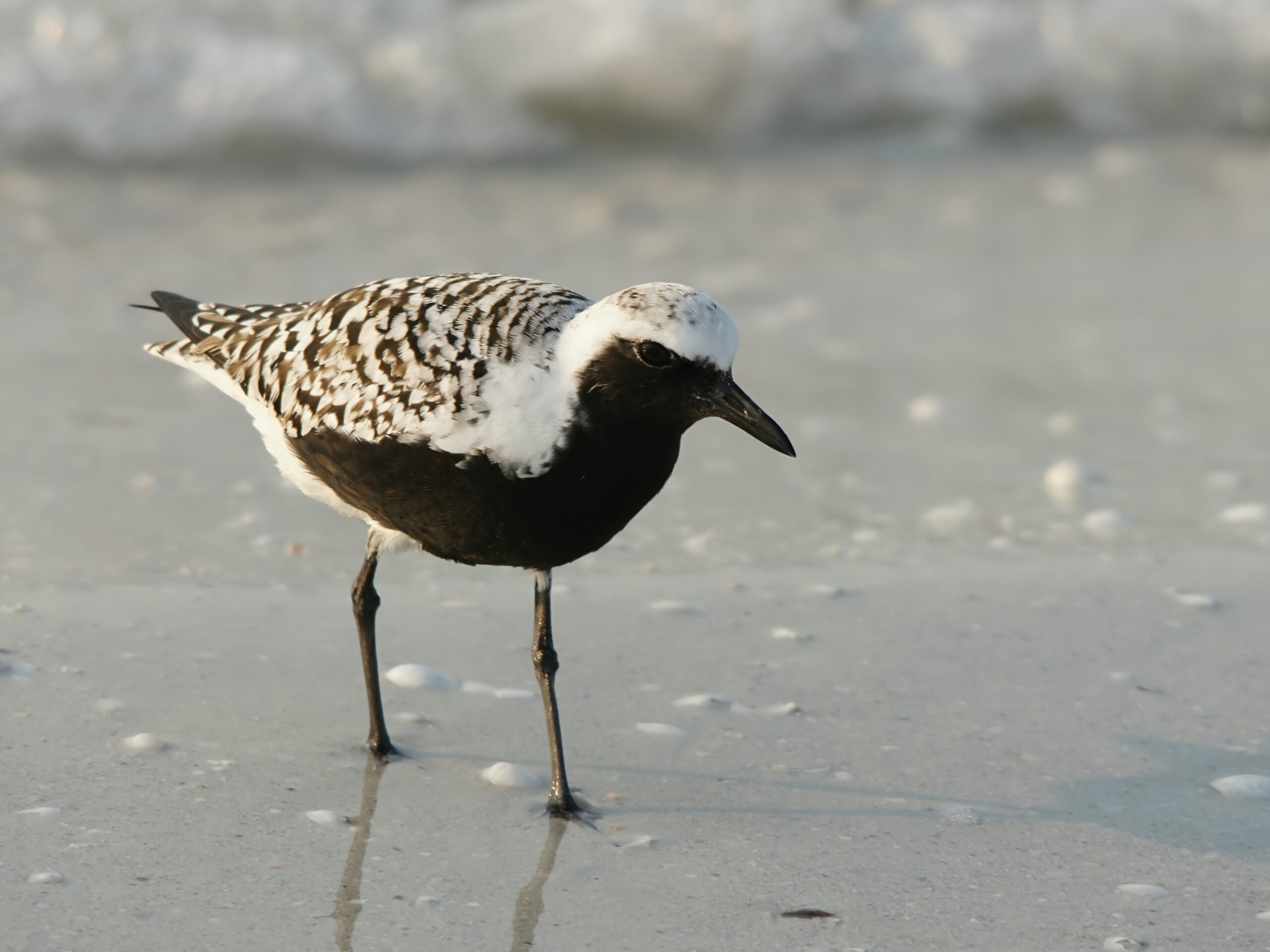 The grey plover
