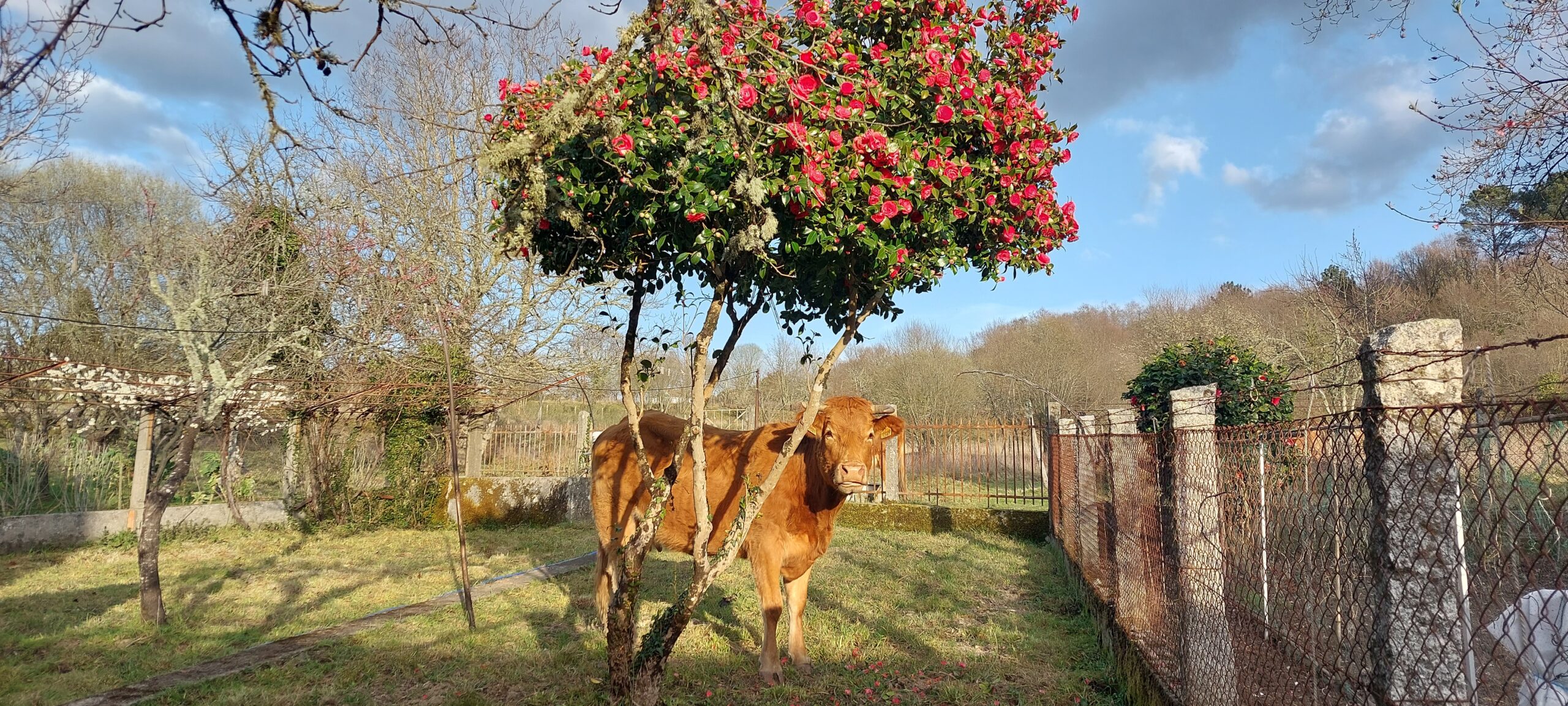 A cow posing on a farm's yard