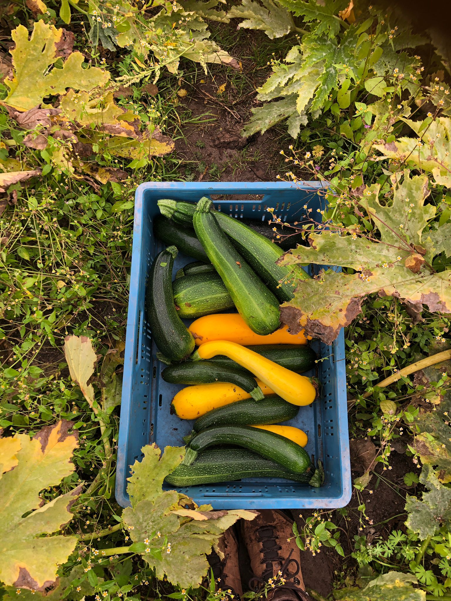 Some summer squash straight from the farm